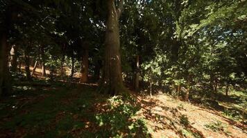 CGI Sunlight filtering through tree leaves in a serene forest during late afternoon video