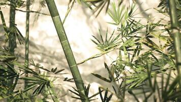 CGI Bamboo grove throughout the mountains of china on a sunny day video