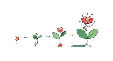 From Seed to Flower Plant Life Cycle and Biological Growth Process Explained Simply vector