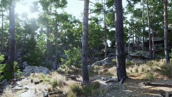 CGI Sunlight filtering through tall trees in a serene forest during daytime video