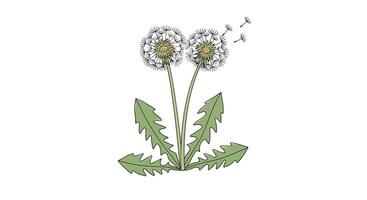 Understanding the Growth Cycle of Dandelions and Their Ecological Significance in Various Habitats vector