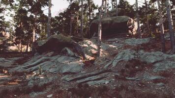 CGI Rocky terrain bordered by trees in the early afternoon light video