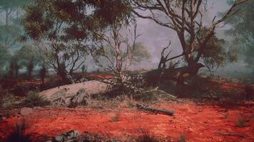 CGI Oddly beautiful Australian landscape with red soil and misty trees at dawn video