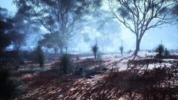 CGI Misty morning light filters through trees in a tranquil Australian forest video
