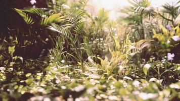 CGI Lush green plants and ferns thriving in a sunlit garden during springtime video