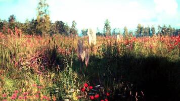 CGI Vibrant wildflower field in full bloom under bright afternoon sunlight video