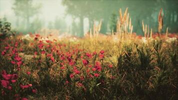 CGI Vibrant red wildflowers bloom in a serene meadow during early morning light video