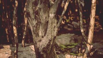 CGI Detailed view of textured tree bark amid lush forest surroundings in daytime video