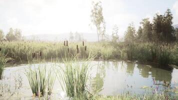 CGI Serene wetlands at sunrise with reflections and lush vegetation in spring video