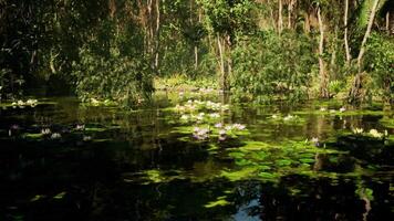 CGI Serene reflections in a jungle wetland in Vietnam during midday video