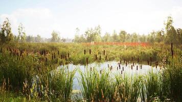 CGI Tranquil wetland with cattails and lush greenery on a sunny day video