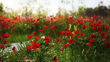 CGI Vibrant poppy field blooming in spring with sunlight filtering through trees video