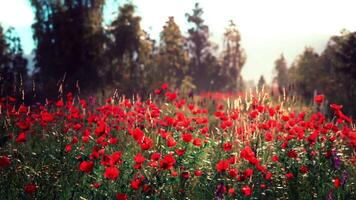 CGI Vibrant red poppy field under a clear blue sky on a sunny afternoon video