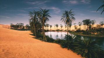 CGI Tranquil oasis with palm trees surrounded by sandy dunes at sunset video