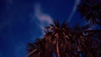 CGI A serene view of tall palm trees silhouetted against a twilight sky video