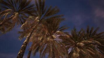 CGI Tall palm trees swaying in the evening breeze against a twilight sky video
