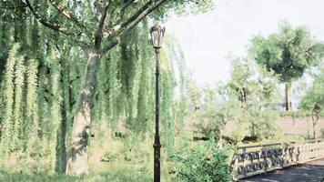 CGI A serene park scene featuring a decorative street lamp by a willow tree video
