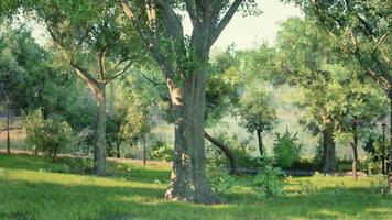 CGI Lush green park with trees and sunlight filtering through foliage in spring video