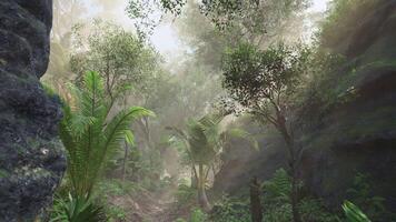 CGI Lush green forest path winding through dense tropical vegetation in the morning video