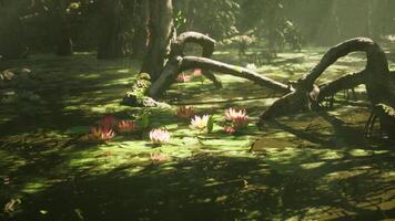 CGI Tranquil pond with lily pads and sunlit trees in a serene forest setting video