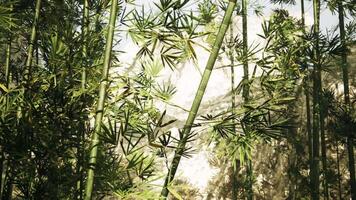 CGI Bamboo grove surrounded by majestic mountains in china during daylight video