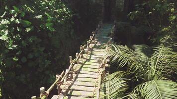 CGI Old wooden footbridges by aborigines weave through lush jungle paths video