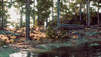 CGI Tranquil lakeside forest setting at sunset with lush greenery and calm waters video