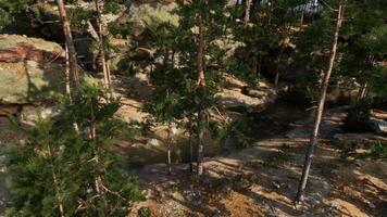 CGI A serene forest landscape with a tranquil pond surrounded by trees video