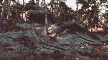 CGI Rugged terrain with large boulders surrounded by trees in the afternoon light video