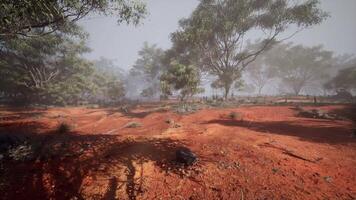 CGI Misty morning landscape with red soil and sparse trees in tranquil setting video