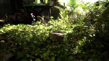 CGI An old ball nestled in lush greenery in a peaceful setting video