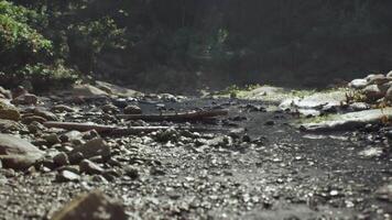 CGI Exploring a rocky stream in Madagascar during the early morning light video