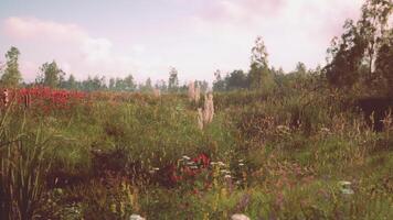 CGI Vibrant wildflower field in late afternoon sun with lush greenery video