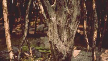 CGI Close up view of textured tree bark in dense forest during early morning light video