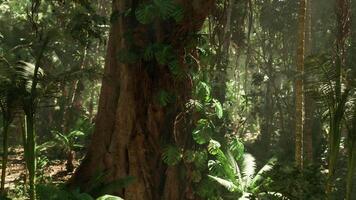 CGI Lush jungle landscape in China featuring a towering tree and dense foliage video