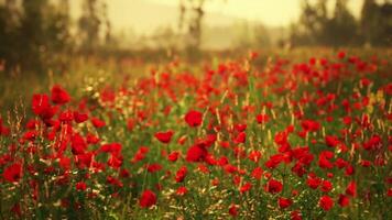 CGI Vibrant poppy field blooming under golden light in early summer landscape video