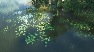 CGI Serene water lily pads floating on calm water in a tranquil natural setting video
