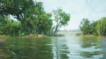 CGI Lush green trees reflecting in serene river under a clear blue sky in summer video