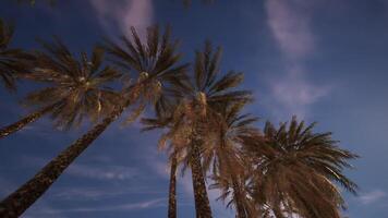 CGI Palms swaying under a twilight sky by the beach in summer evening glow video