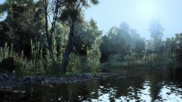 CGI Serene lake reflection with lush greenery and soft sunlight in the morning video