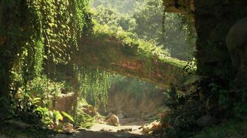 CGI Lush greenery and sunlit stone arch in a serene forest landscape in China video