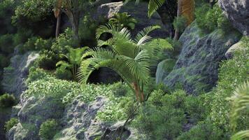 CGI Lush tropical landscape with palm trees and rocky outcrops in bright sunlight video