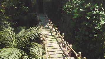 CGI Ancient wooden footbridges traversing lush jungle created by aborigines video