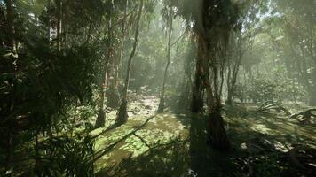 CGI Lush green rainforest at midday with sunbeams filtering through trees video