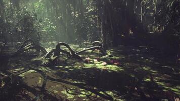 CGI Sunlight filtering through dense jungle foliage over a tranquil swamp video