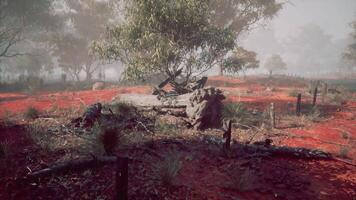 CGI Fog covered landscape with vibrant red earth and scattered trees at dawn video
