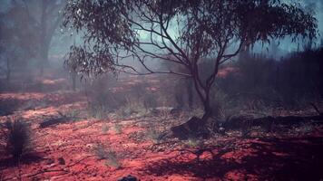 CGI A misty landscape with red earth and scattered trees in early morning light video