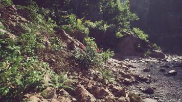CGI Tranquil Malaysian beach with vibrant plants and scenery video