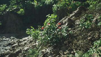 CGI Vibrant flowers blooming in rocky terrain near a river in India during daylight video