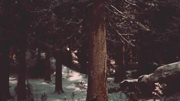 CGI A quiet winter forest with snow covered trees and hidden trails at dusk video